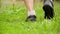 A man in sneakers runs through the green grass. The legs of a man close up.