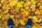 Man in sneakers stands on a carpet of fallen autumn maple leaves