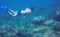Man snorkeling in coral reef of tropical sea. Young man in snorkeling mask and fins. Underwater photo