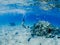 Man snorkeling and freediving near the coral reef edge in Red Sea