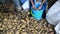 Man sorts potatoes harvest