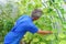 Man spraying cucumber plant in a greenhouse for diseases