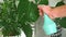 A man sprays tropical monstera water. Humidification of plants with plastic spray bottle with water.