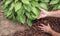 Man spreading brown mulch, bark, around green healthy hosta plants in residential garden