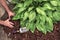 Man spreading brown mulch, bark, around green healthy hosta plants in residential garden