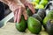 man squeezing avocados for ripeness