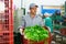 Man stacking boxes with lettuce on sorting line in vegetable factory