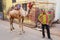 Man standing with a camel in Taj Ganj neighborhood of Agra, Uttar Pradesh, India