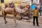 Man standing with a camel in Taj Ganj neighborhood of Agra, Uttar Pradesh, India