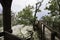 Man standing at end of boardwalk at Bald Rock Overlook