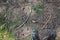 Man standing on a forest land, top view of a man`s sneakers.