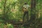 A man standing among jungle there is big tall tree with backpack. concept  of Travel Lifestyle and adventure in vacations alone