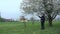 Man standing underneath blossoming tree