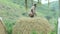 A Man Standing And Watching On Farmer Bundle Of Wheat Field