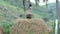 A man standing and watching on farmer bundle of wheat field