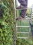 man stands on a ladder and cuts the hedge