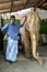 A man stands next to a carved elephant statue.