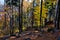 A man stands on a tree stump that has been dead for many years. resembles an octopus. spruce monoculture forest in autumn. go to t