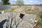 The man stops the angry dog with a gesture of his hand. A homeless dog attacks the girl