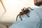 Man with striped knee tarantula on shoulder at home