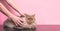 Man strokes a gray cat on a pink background, a cat likes to stroke it
