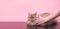 Man strokes a gray, fluffy cat on a pink background, a cat likes to stroke it, he gets pleasure with his eyes closed