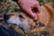 man strokes the head of a friendly yard dog. Friendship between man and dog