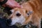 man strokes the head of a friendly yard dog. Friendship between man and dog