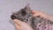 A man strokes a sleeping gray little kitten close-up. Two women\'s hands and a pet.