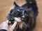 A man stroking a beautiful fluffy cat. Cat face, close-up