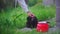 A man stroking a black one-eyed cat in the green grass, next to a red teapot