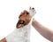Man stroking a dog. jack russell terrier on a white background