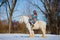 Man in suit of ancient viking riding big white horse