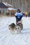 A man on a Sunny winter day in a sled rides a dog sled with two Alaskan Malamute on a holiday in Novosibirsk