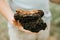 Man survivalists and gatherer with hands gathering and foraging chaga mushroom growing on the birch tree on forest. wild raw food