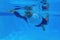 Man swimming in blue water. Sportsman training in blue swimming pool. Swimming pool underwater photography