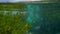 A man swimming near mangroves