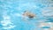 Man Swimming in Pool. Fit young male swimmer training the front crawl in a pool.