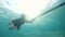 Man swimming and spearfishing in the ocean.