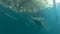 A man swimming underwater beneath the waterfall crystal clear blue water.