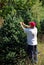 Man Tagging Christmas Trees