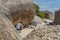 A man Take pictures from a Penguine at boulder beach