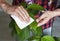 Man takes care of avocado leaves at home