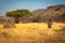 Man takes picture of acacia near hills