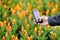 Man taking photo tulips using smartphone in Keukenhof park in Netherlands, close-up. Famous Garden of Europe