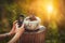 Man taking photo of two Morpho Peleides butterfly eating nectar of rotten fruits inside a stone mortar on a stump garden