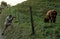 A man taking photograph of a cow of Highland breed grazing behind an electric fencing.