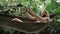 Man taking selfie on smartphone while sitting on hammock, exotic background