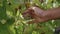 Man taking yellow grape cluster checking ripeness on vine plantation close up.