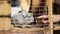 Man tames a chinchilla with hand, tconcept of pets care and man, big fluffy rodent in a cage